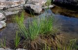 Carex подвид laxa