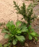 Artemisia japonica