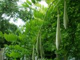 Wisteria sinensis