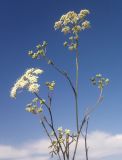 Pimpinella tragium. Верхушки побегов с соцветиями. Украина, Луганская обл., меловые холмы возле пгт Новосветловка. 14.07.2011.