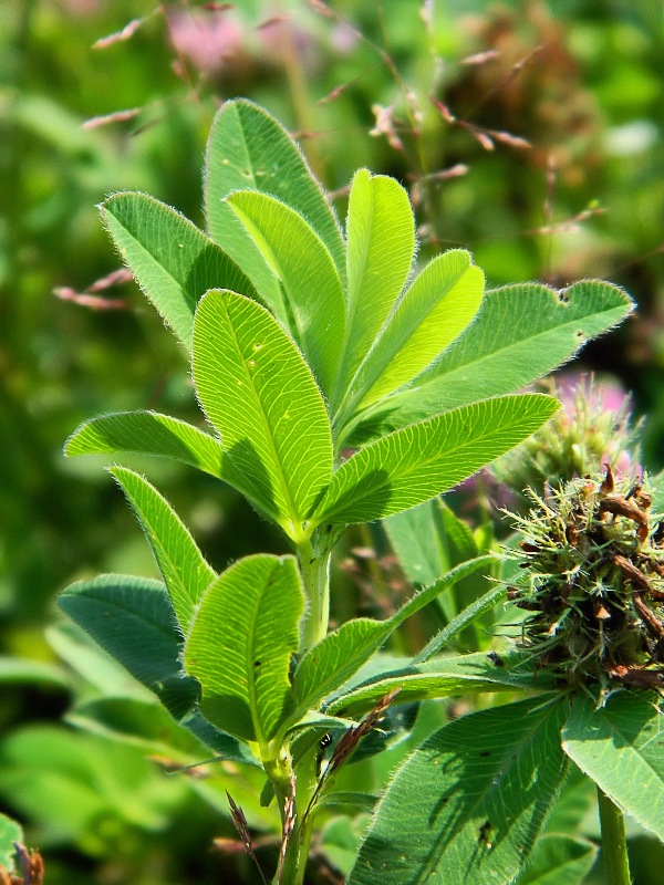 Image of Trifolium medium specimen.