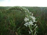 Ornithogalum ponticum