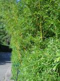 Phyllostachys aurea