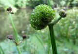 Sagittaria sagittifolia