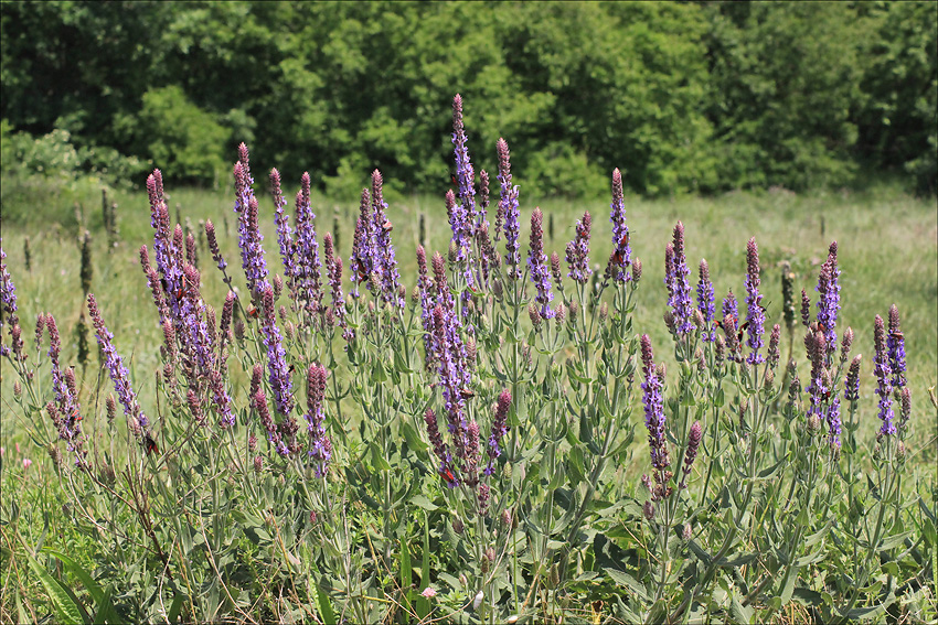 Изображение особи Salvia tesquicola.