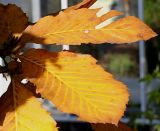 Quercus pontica