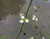 Alisma plantago-aquatica