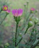 Symphyotrichum × versicolor