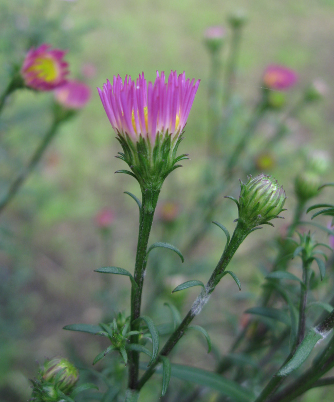 Изображение особи Symphyotrichum &times; versicolor.