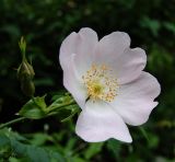 genus Rosa