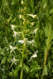 Platanthera chlorantha