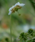 Moneses uniflora