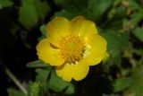 Ranunculus constantinopolitanus