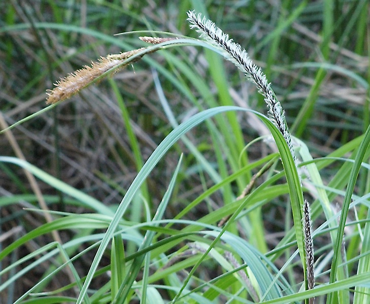 Изображение особи Carex acuta.