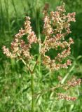 Rumex tuberosus подвид horizontalis