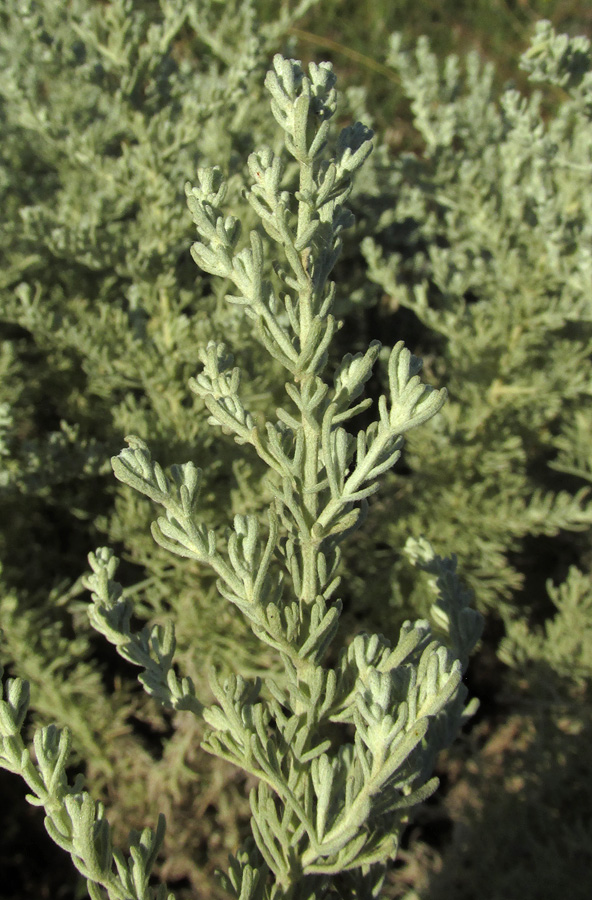 Image of Artemisia dzevanovskyi specimen.