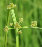 Cyperus difformis