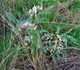 Astragalus testiculatus