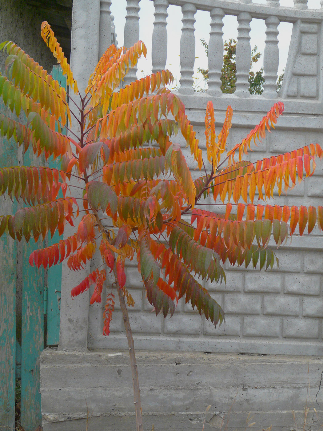 Изображение особи Rhus glabra.