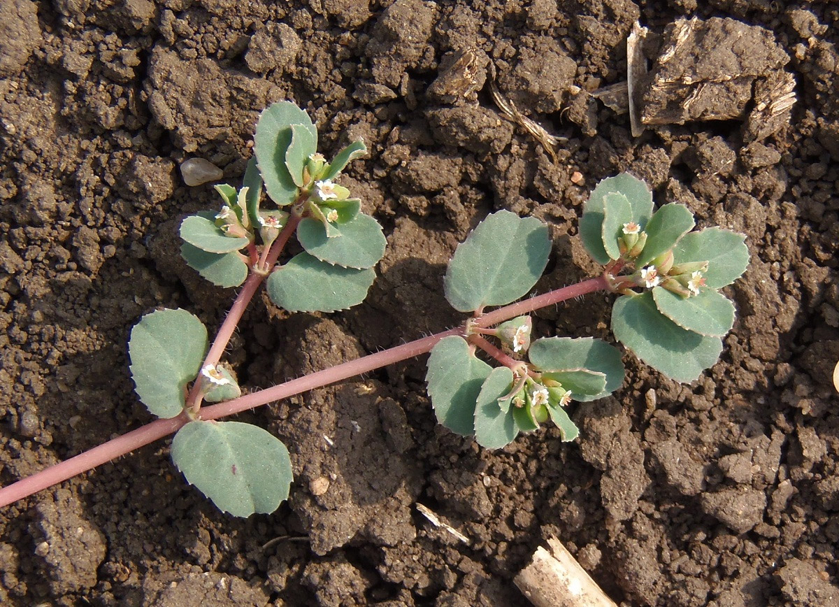 Изображение особи Euphorbia chamaesyce.