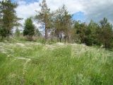 Stipa pennata. Плодоносящие растения. Нижегородская обл., Починковский р-н, окр. с. Новоспасское, правый берег р. Рудня, ур. Кожекладка, ковыльный склон, в верхней трети около лесополосы. 6 июня 2015 г.