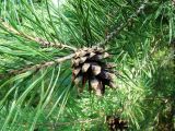 Pinus sylvestris. Часть ветви с прошлогодней шишкой. Пензенская обл., Каменский р-н, окр. с. Блиновка, искусственные насаждения по краю широколиственного леса. 10 августа 2016 г.