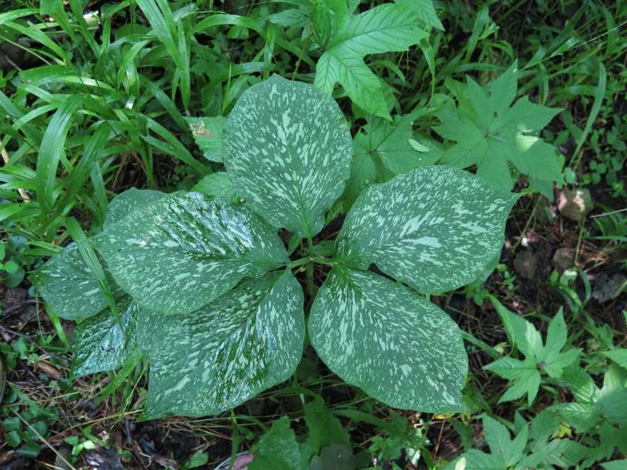 Изображение особи Arisaema amurense.