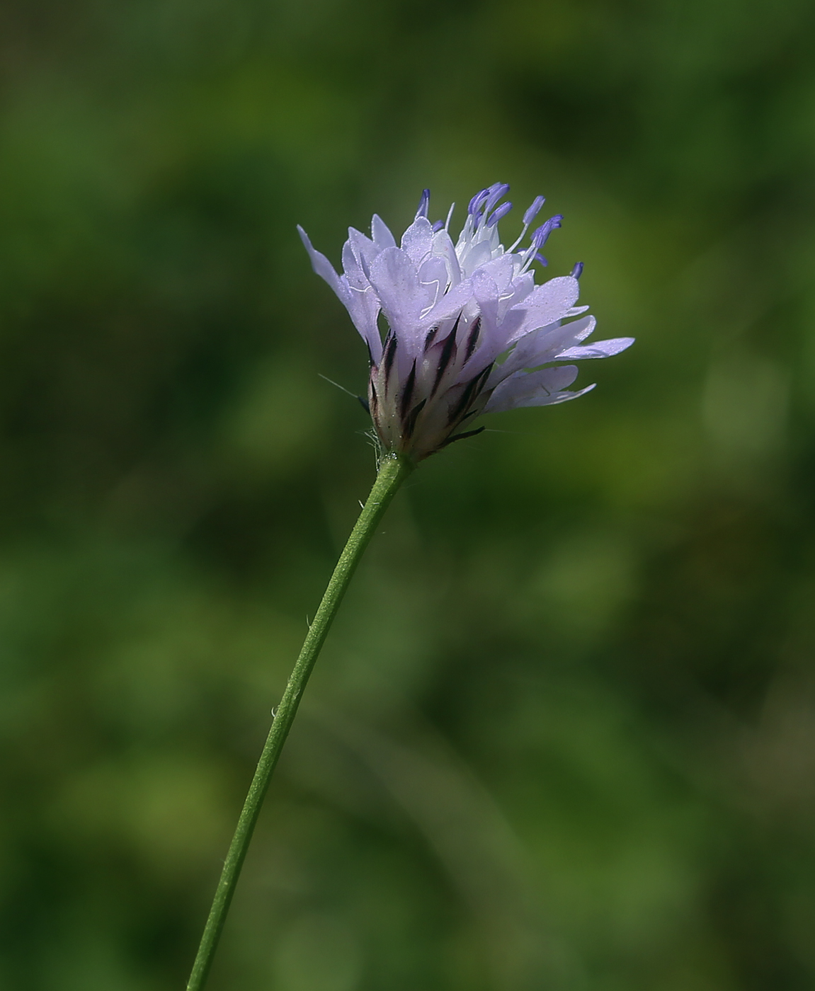 Изображение особи Cephalaria transsylvanica.