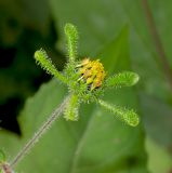 Sigesbeckia orientalis