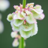 Rumex acetosa