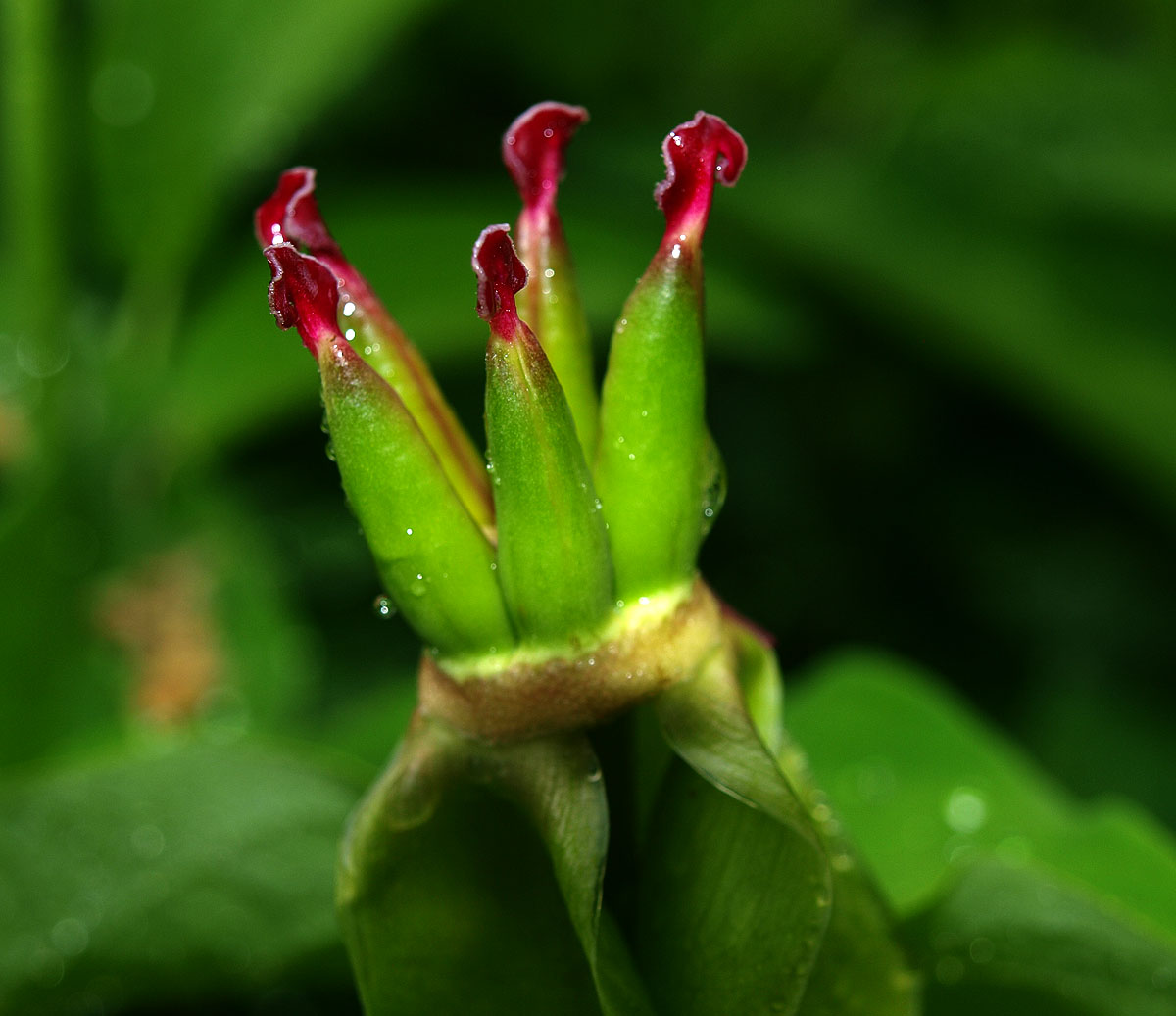 Изображение особи Paeonia macrophylla.