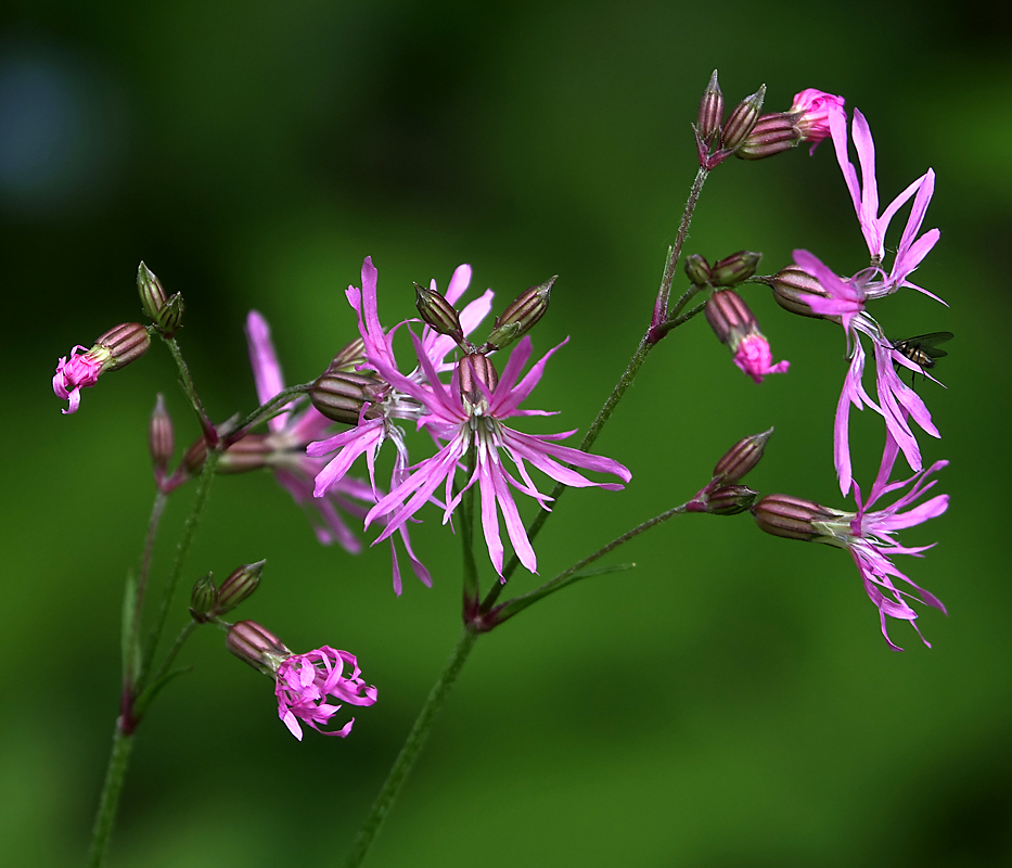 Изображение особи Coccyganthe flos-cuculi.