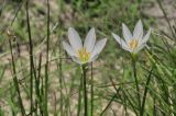 Zephyranthes candida