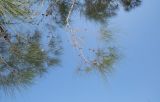 Allocasuarina inophloia