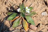 Strigosella africana. Цветущее растение на мелкозёмном склоне холма. Узбекистан, Ташкентская обл., Кибрайский р-н, окр. пос. Майский, предгорья Каржантау. 14.03.2019.