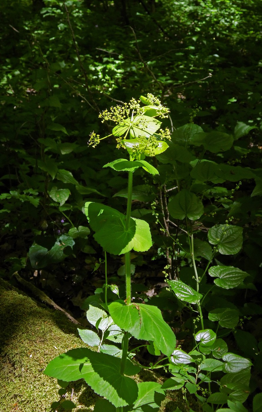 Изображение особи Smyrnium perfoliatum.