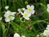 Ranunculus platanifolius. Соцветия. Украина, Ивано-Франковская обл., Украинские Карпаты, хребет Черногора, юго-восточный склон горы Пожежевская, 1650 м н.у.м., субальпийский луг. 27.06.2019.