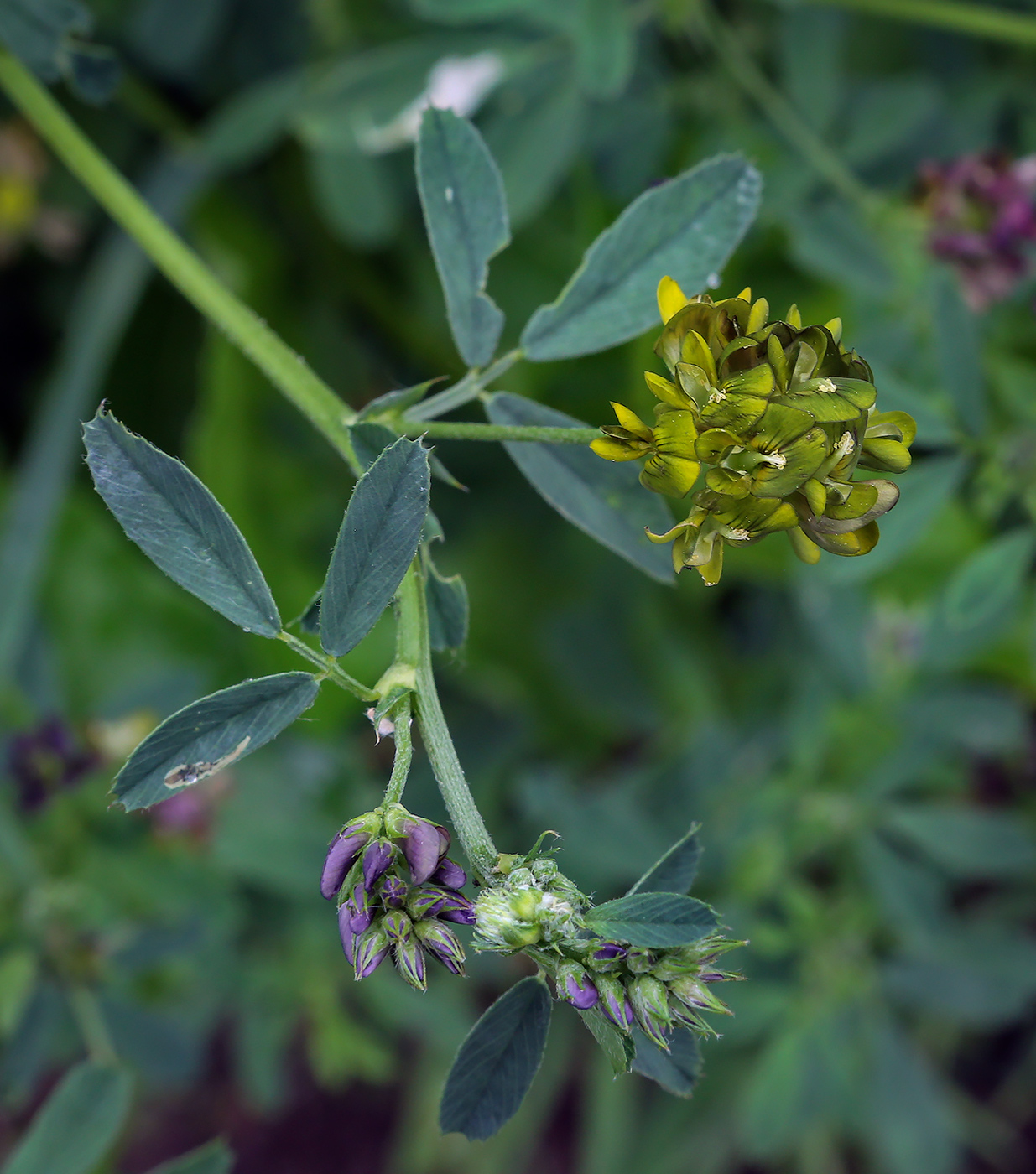 Изображение особи Medicago &times; varia.