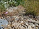 Dianthus tripunctatus. Цветущее растение. Греция, Эгейское море, о. Парос, окр. усадьбы Лагкада (Λαγκαδά), горная пешеходная тропа. 02.06.2019.