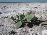 Atriplex prostrata