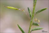 Cleome canescens