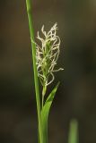 Carex vaginata