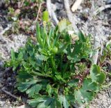 Ranunculus sceleratus