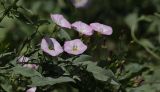 Convolvulus arvensis