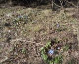 Hepatica nobilis. Группа цветущих растений. Тверская обл., г. Тверь, Заволжский р-н, Комсомольская роща, елово-сосновый разреженный лес, около тропинки. 26 марта 2020 г.