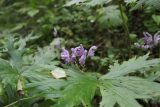 Aconitum septentrionale