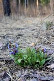 Pulmonaria mollis