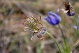 Pulsatilla patens