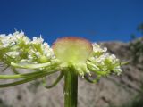 Schrenkia involucrata