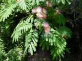 Albizia julibrissin. Верхушка ветви с соцветиями. Крым, окр. пос. Никита, тропа к Никитской расселине. 14.07.2021.